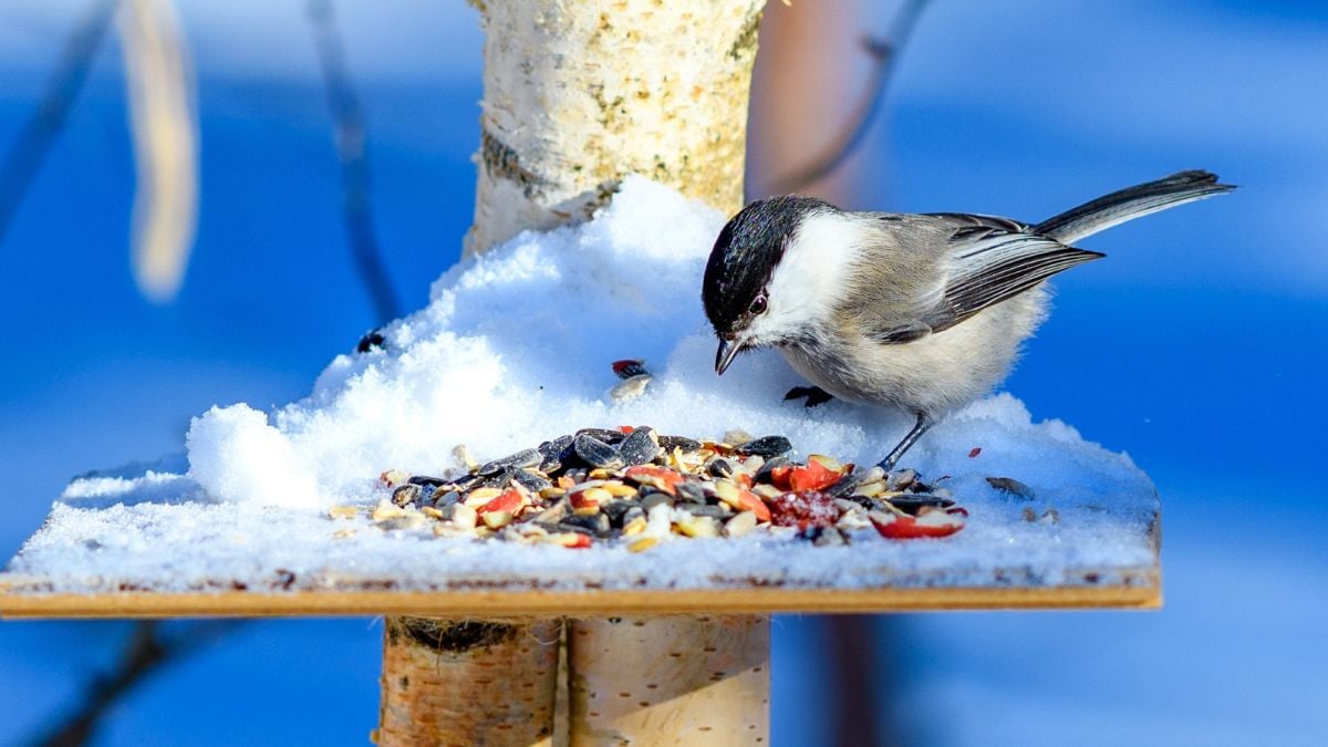 Le cince muoiono di freddo ogni inverno: è adesso che bisogna agire per salvarle, ecco come