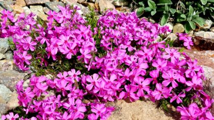 tamo-ristorante-7-piante-perenni-da-mettere-a-dimora-in-novembre-per-godere-di-una-fioritura-spettac