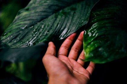 tamo-ristorante-cio-che-pochi-giardinieri-fanno-con-i-loro-scarti-un-trucco-naturale-che-fa-brillare