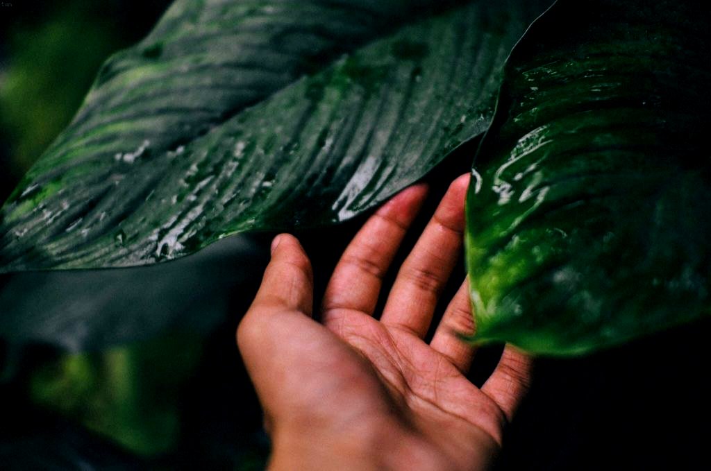 tamo-ristorante-cio-che-pochi-giardinieri-fanno-con-i-loro-scarti-un-trucco-naturale-che-fa-brillare