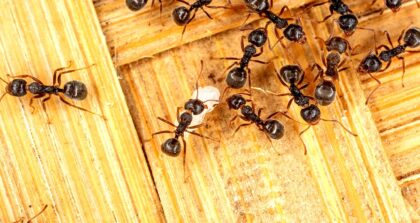 tamo-ristorante-come-eliminare-tarme-e-formiche-in-casa-con-un-rimedio-naturale-piu-efficace-dei-pro