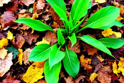 tamo-ristorante-da-quando-uso-le-foglie-cadute-come-fanno-i-giapponesi-le-mie-piante-sono-piu-belle-