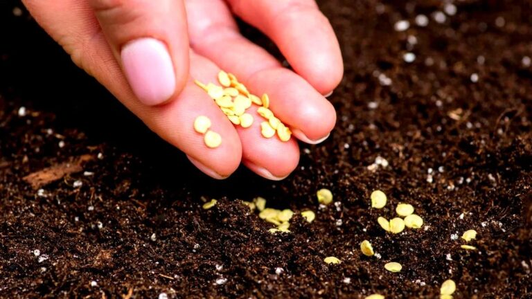 tamo-ristorante-diese-pflanzen-sollten-im-november-gepflanzt-werden-der-garten-wird-dann-schon-im-fr