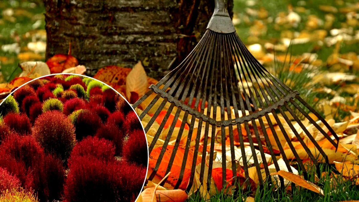 tamo-ristorante-dimenticate-l-erica-l-erba-ardente-conquista-i-giardini-d-autunno