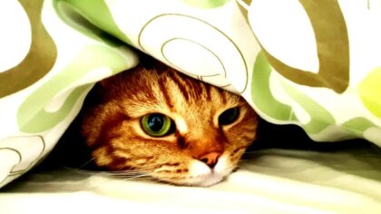 tamo-ristorante-dormire-con-il-proprio-animale-domestico-una-guida-scientifica