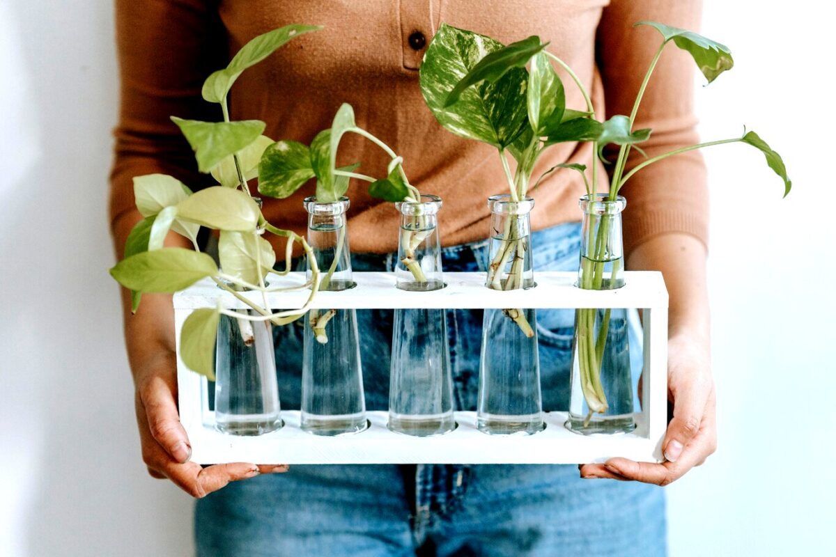 tamo-ristorante-dove-posizionare-un-pothos-in-casa-perche-sviluppi-foglie-grandi-e-sane