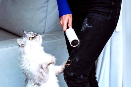 tamo-ristorante-einfache-methoden-zum-entfernen-von-tierhaaren-von-textilien-zu-hause