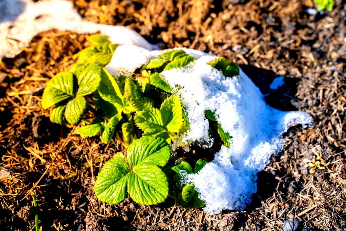 tamo-ristorante-fine-ottobre-concimare-le-fragole-in-primavera-fioriranno-in-abbondanza