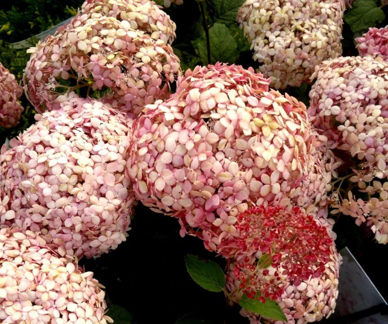 tamo-ristorante-hai-ancora-una-settimana-di-tempo-per-farlo-con-le-tue-ortensie-altrimenti-in-primav