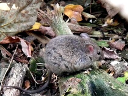 tamo-ristorante-i-topi-scompaiono-in-poche-ore-questo-trucco-americano-fa-impazzire-le-famiglie-ital