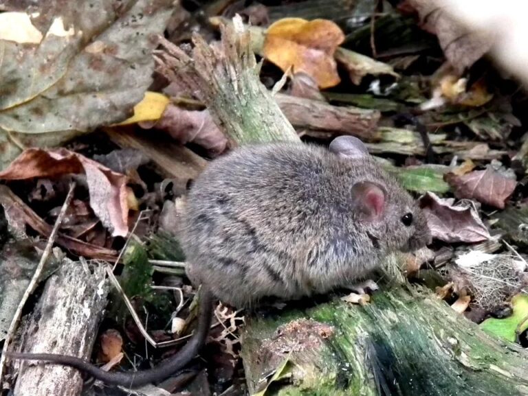 tamo-ristorante-i-topi-scompaiono-in-poche-ore-questo-trucco-americano-fa-impazzire-le-famiglie-ital