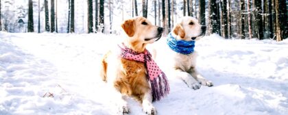 tamo-ristorante-i-veterinari-lo-confermano-ecco-come-mantenere-caldo-il-cane-per-proteggerlo-dal-fre