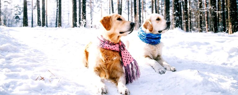 tamo-ristorante-i-veterinari-lo-confermano-ecco-come-mantenere-caldo-il-cane-per-proteggerlo-dal-fre