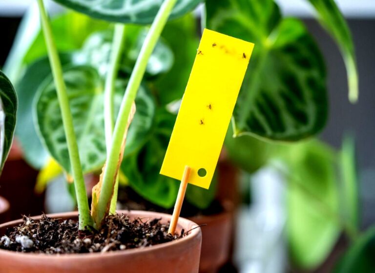 tamo-ristorante-il-metodo-migliore-per-eliminare-i-moscerini-basta-spargerlo-sul-vaso-e-il-problema-