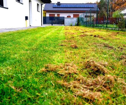 tamo-ristorante-il-momento-migliore-per-eliminare-il-muschio-dal-prato-bastano-100-g-di-polvere