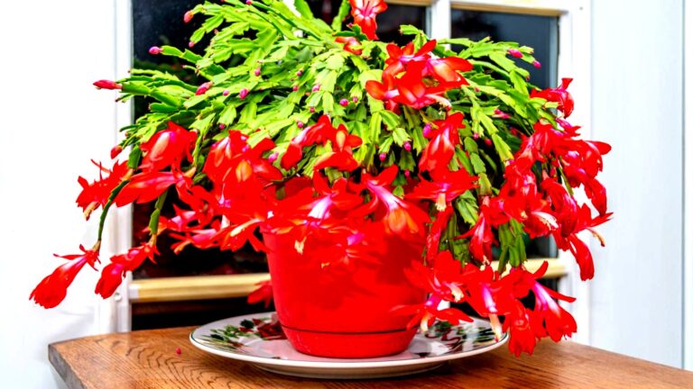 tamo-ristorante-innaffiare-la-schlumbergera-con-acqua-nera-dopo-due-settimane-compaiono-nuovi-boccio