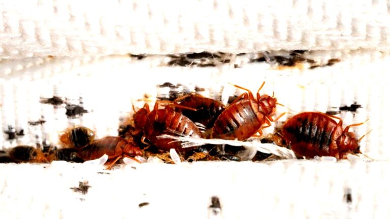 tamo-ristorante-l-errore-fatale-da-evitare-per-non-rischiare-un-infestazione-di-cimici-da-letto-al-r