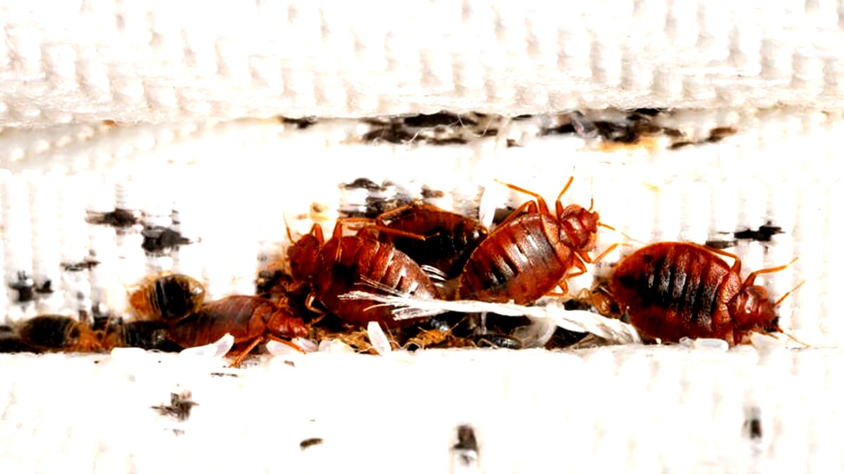 tamo-ristorante-l-errore-fatale-da-evitare-per-non-rischiare-un-infestazione-di-cimici-da-letto-al-r