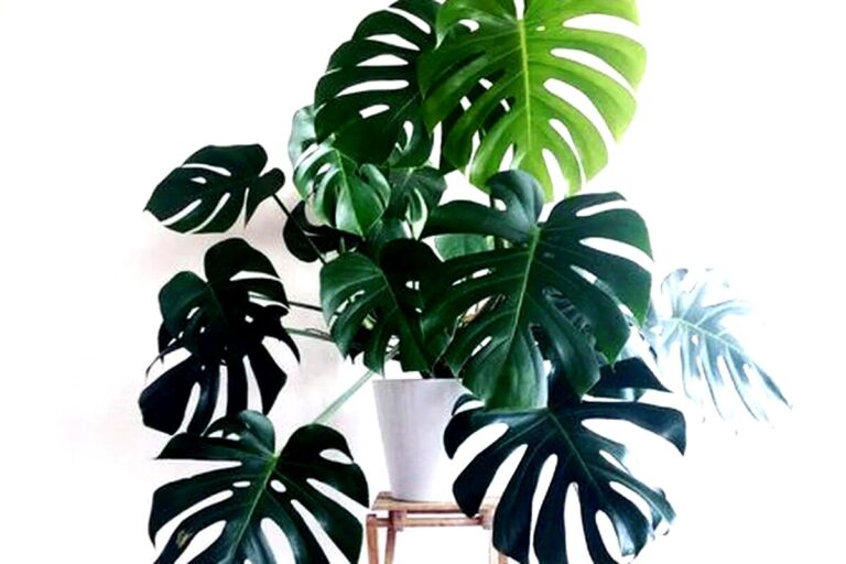 tamo-ristorante-la-monstera-scompare-davanti-ai-vostri-occhi-una-spezia-da-cucina-molto-comune-risol