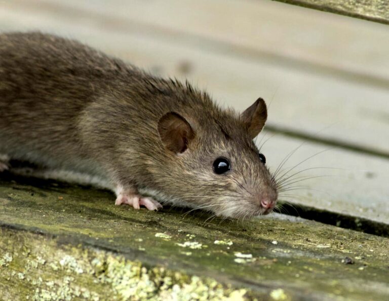 tamo-ristorante-le-5-migliori-strategie-per-eliminare-i-topi-da-casa