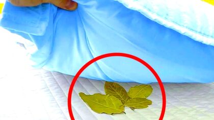 tamo-ristorante-le-virtu-magiche-della-foglia-di-alloro-sotto-il-cuscino-che-sempre-piu-persone-util