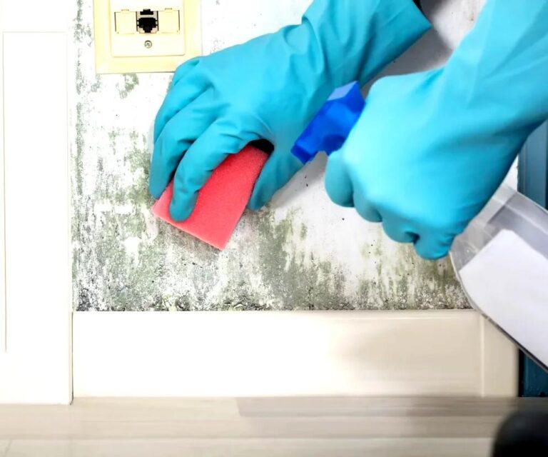 tamo-ristorante-mischiate-con-acqua-ossigenata-e-spruzzate-sulla-muffa-del-muro-si-scioglie-in-20-mi