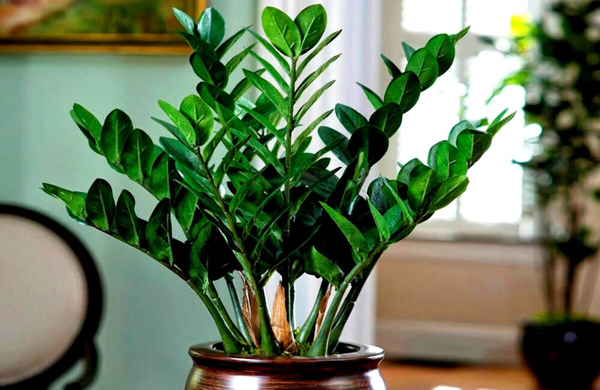 tamo-ristorante-nessun-altra-pianta-sopporta-i-15-c-cosi-bene-il-successo-inatteso-dello-zamioculcas