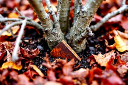 tamo-ristorante-perche-alcune-persone-mettono-un-pezzo-di-metallo-arrugginito-ai-piedi-dei-loro-rosa