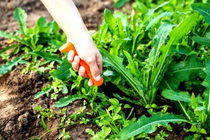 tamo-ristorante-portarlo-in-giardino-a-novembre-in-primavera-niente-piu-erbacce