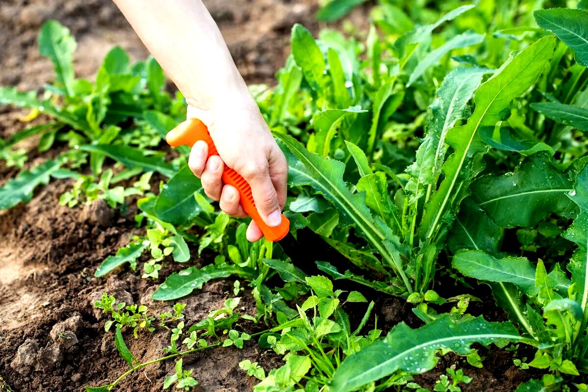 tamo-ristorante-portarlo-in-giardino-a-novembre-in-primavera-niente-piu-erbacce