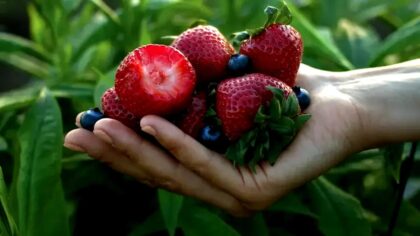 tamo-ristorante-prodotti-per-proteggere-la-salute-del-tuo-cervello-consigli-degli-esperti