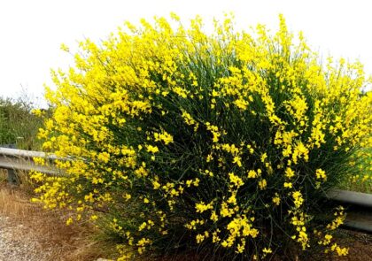 tamo-ristorante-questa-pianta-e-piu-bella-di-erica-e-astri-forma-una-sfera-perfetta