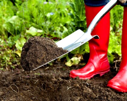 tamo-ristorante-questo-rito-di-novembre-che-cambia-tutto-in-giardino-e-un-gesto-discreto-che-risvegl