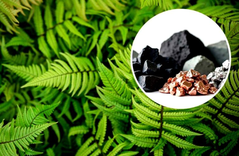 tamo-ristorante-ricercatori-cinesi-scoprono-per-la-prima-volta-minerali-di-terre-rare-cristallizzati