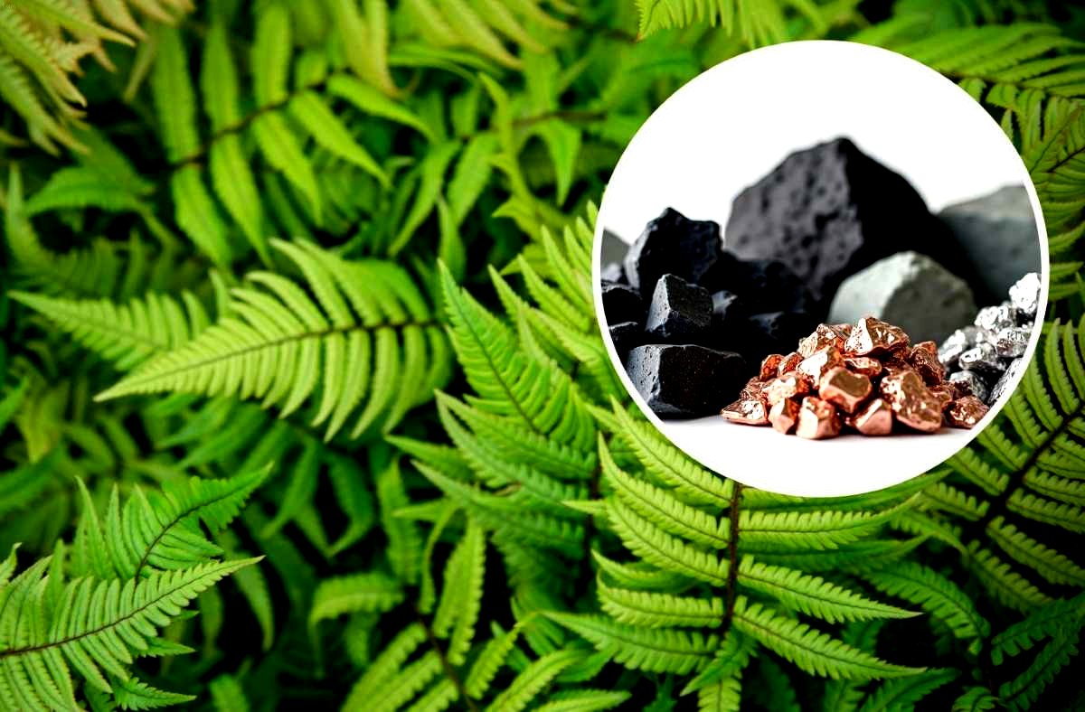 tamo-ristorante-ricercatori-cinesi-scoprono-per-la-prima-volta-minerali-di-terre-rare-cristallizzati