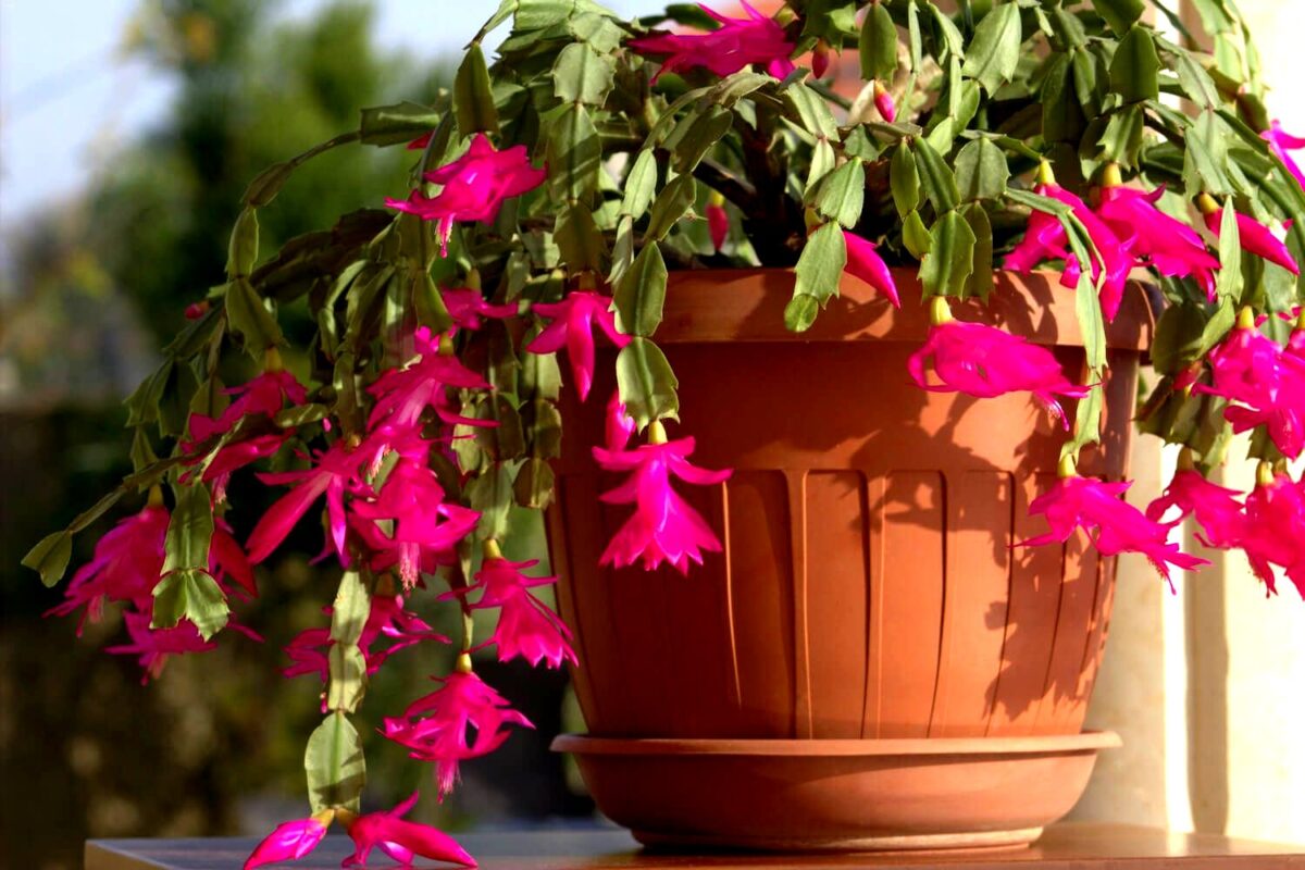 tamo-ristorante-riempite-questa-pianta-di-vita-e-vi-regalera-una-fioritura-straordinaria