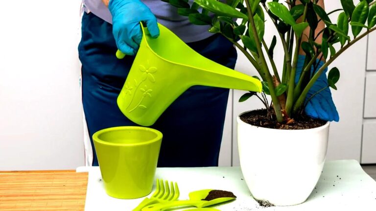 tamo-ristorante-spargi-questo-sulla-zamioculcas-e-le-foglie-torneranno-vive-un-semplice-trucco-dal-r