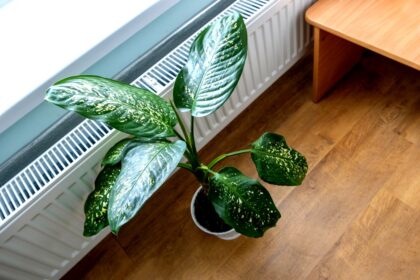 tamo-ristorante-toglietelo-dalla-cucina-e-mettetelo-sul-termosifone-il-vostro-casa-si-riempira-di-un