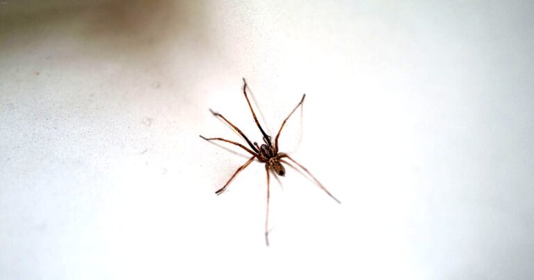 tamo-ristorante-una-casa-senza-ragni-in-autunno-si-puo-fare-senza-chimici-e-senza-stress