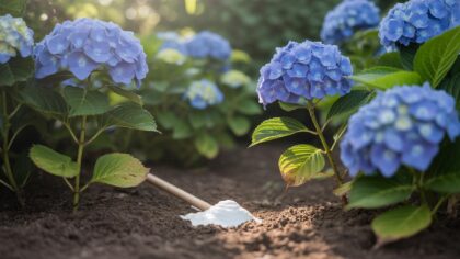 Le ortensie avranno magnifici fiori blu intenso se questo ingrediente da cucina viene messo ai piedi delle piante